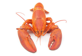 Cooked lobster isolated on white background, American lobster (Homarus americanus)	