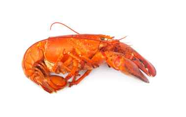Cooked lobster isolated on white background, American lobster (Homarus americanus)	
