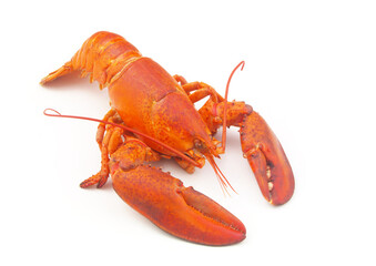 Cooked lobster isolated on white background, American lobster (Homarus americanus)	