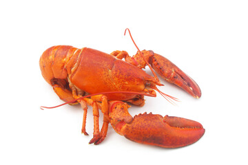Cooked lobster isolated on white background, American lobster (Homarus americanus)	