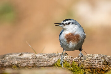 Anadolu sıvacısı » Krüper`s Nuthatch » Sitta krueperi
