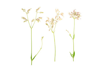 Wildflowers with original inflorescences isolated on white