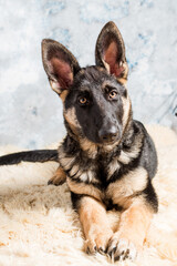 German Shepherd puppy, 4 months old, sitting in on sheep wool in front of blue background