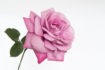 Pink rose in full bloom isolated on white background.  Mothers Day and Valentines Day Rose almost faded and wilted as nature concept of dying.