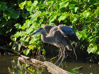 Blue Heron Bird Stretches Wings While Balancing Perched on Dead Tree Branch in Pond with Green Foliage Surrounding