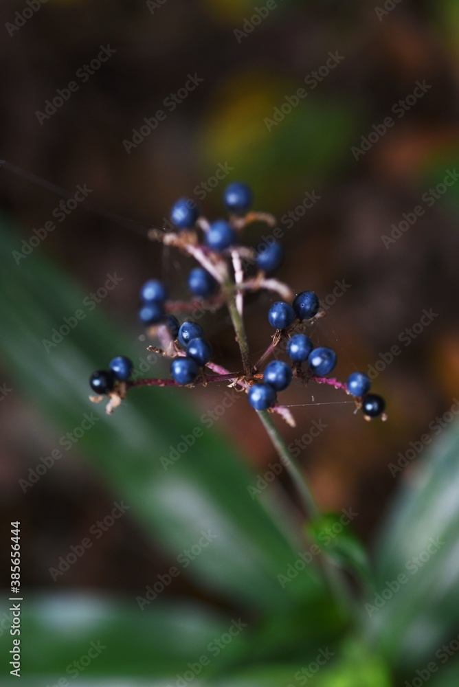 Poster Pollia japonica berries / Commelinaceae perennial grass