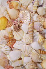 Seashells as background, sea shells collection	