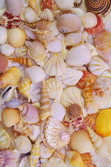 Seashells as background, sea shells collection	