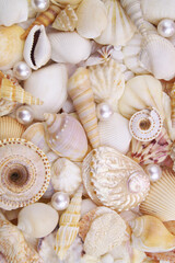 Seashells with pearls as background, sea shells collection	