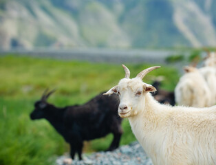 White goat looking at the camera against the background of a herd of goats in the mountains