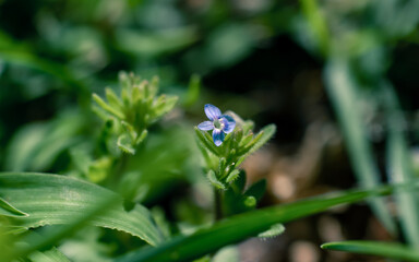 Closeup of a small flower