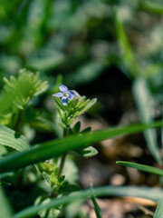 Closeup of a small flower