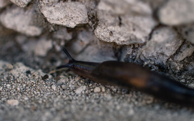 Slug on the ground