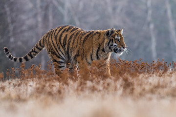 Siberian Tiger running. Beautiful, dynamic and powerful photo of this majestic animal. Set in environment typical for this amazing animal. Birches and meadows