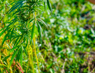 Cannabis plant leaves on grass background