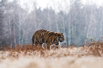 Siberian Tiger running. Beautiful, dynamic and powerful photo of this majestic animal. Set in environment typical for this amazing animal. Birches and meadows