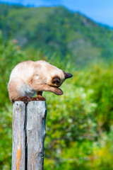 Fototapeta premium Siamese cat sitting on a pole against the background of mountains and washing with its front paw