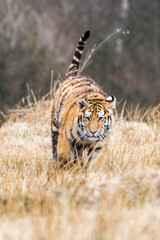 Siberian Tiger running. Beautiful, dynamic and powerful photo of this majestic animal. Set in...