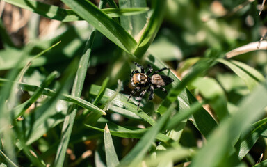 Small spider on the grass