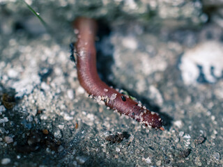 worm on the ground
