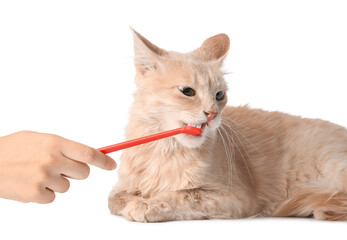 Owner brushing cat's teeth on white background