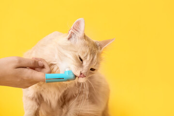 Owner brushing cat's teeth on color background
