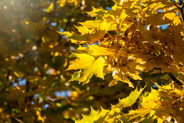 Maple branches with yellow leaves in autumn, in the light of sunset.