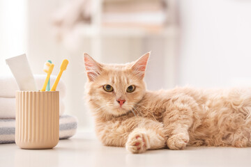 Cute cat with tooth brushes and paste at home