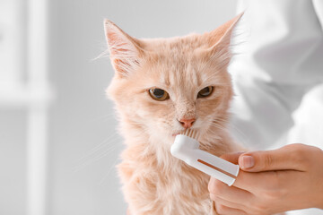 Veterinarian brushing cat's teeth in clinic