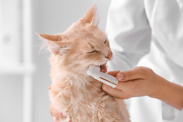 Veterinarian brushing cat's teeth in clinic