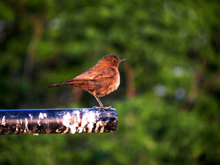 Bird resting before another flight