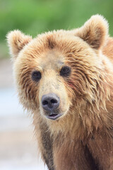 Ruling the landscape, brown bears of Kamchatka (Ursus arctos beringianus)