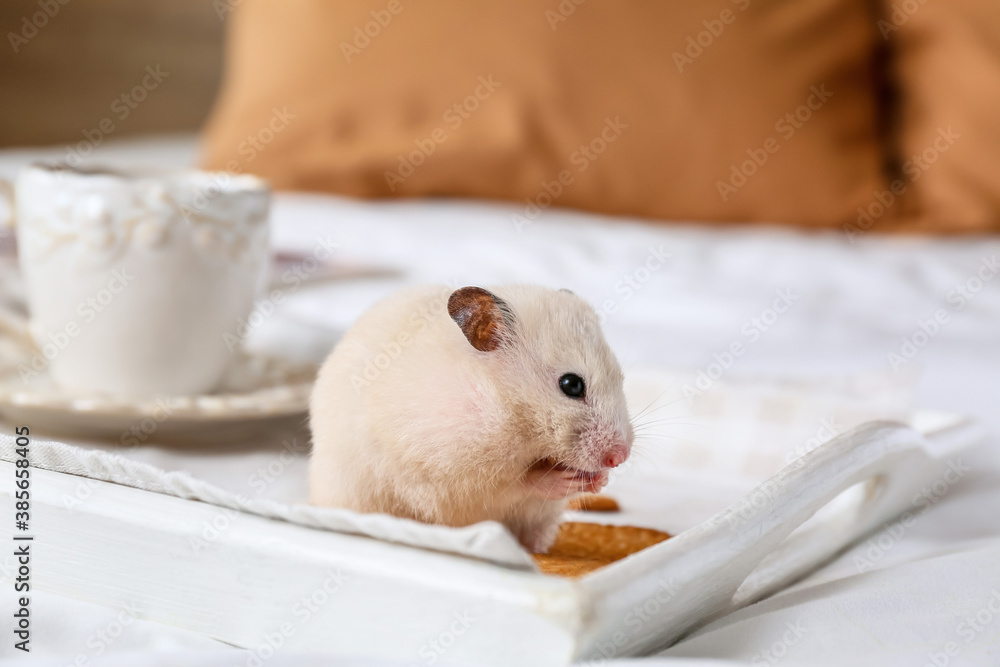 Wall mural cute funny hamster eating cookies from tray on bed