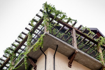 Balcony of a building with wooden trellis and green climbing plants growing.
