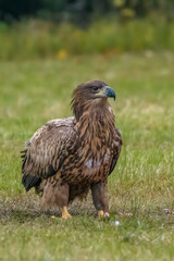 White Tailed Eagle (Haliaeetus albicilla) in flight. Also known as the ern, erne, gray eagle, Eurasian sea eagle and white-tailed sea-eagle. Wings Spread. Poland, Europe. Birds of prey.