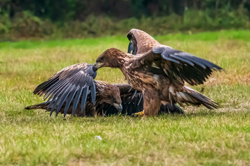 White Tailed Eagle (Haliaeetus albicilla) in flight. Also known as the ern, erne, gray eagle, Eurasian sea eagle and white-tailed sea-eagle. Wings Spread. Poland, Europe. Birds of prey.