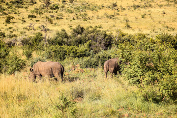 Fototapeta premium African White Rhino in a South African Game Reserve