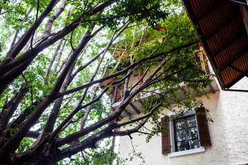 Big tree with thick green leaves locating next to a modern building providing shade.
