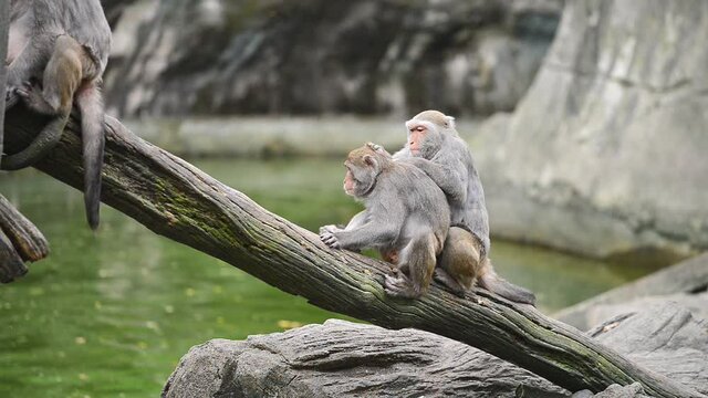 Formosan rock macaque sit on the tree. Taipei Zoo. Taiwan.