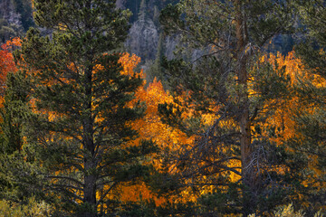 Orange and golds of Eastern Sierra fall color