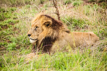 African Male Lion in a South African Game Reserve