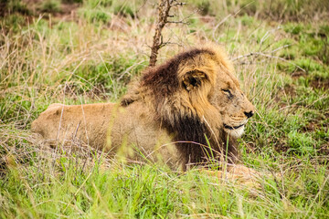 African Male Lion in a South African Game Reserve