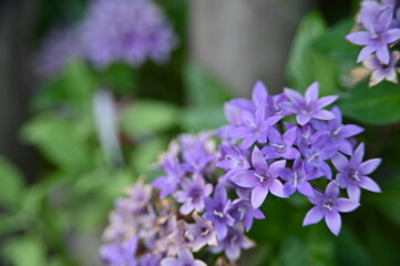 Close-up of beautiful Star Cluster flowers in the garden against the blurred background.