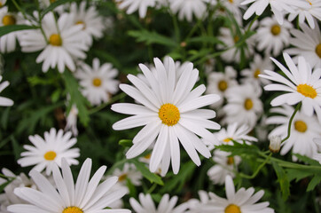 Close up of large yellow and white daisies growing wild