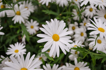 Fototapeta premium Close up of large yellow and white daisies growing wild