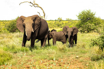 Naklejka na ściany i meble Herd of African Elephants in a South African game reserve