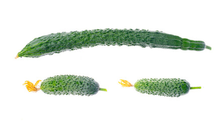 Young long chinese cucumber with green leaf on white background.
