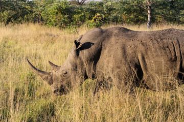 Obraz premium African White Rhino in a South African Game Reserve
