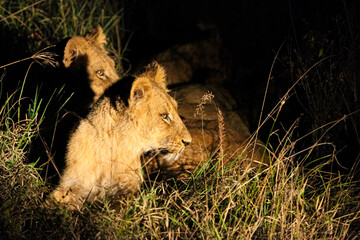 African Lions in a Game Reserve at night