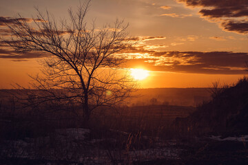 sunset in the forest